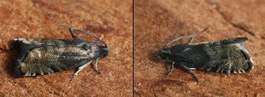 Image result for Cydia strobilella