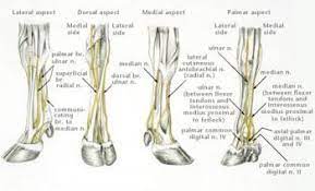 General anatomy of the bull and cow ilrated atlas. Distal Digital Anesthesia For Diagnostic And Surgical Procedures In Cattle Musculoskeletal System Veterinary Manual