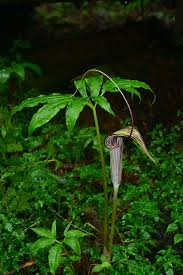 Image result for Arisaema mildbraedii