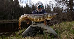 Gädda esox lucius gäddan har en långsmal kropp med ryggfenan placerad långt ned mot stjärten och ett stort gädda. Om Flugfiske Efter Gadda Med Fluga I Aar Och I Sjoar Vildland
