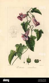 Image result for Usteria