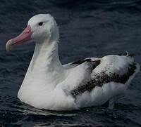 Where unique & memorable adventures begin. Southern Royal Albatross Geographic Range