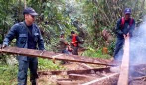 Pt wks has been relying on supply from its partner's pulpwood plantation and natural forests, either through a contractor or direct purchase at the market. Diduga Rambah Hutan Pt Wks Lima Warga Tanjabtim Di Polisikan Radarjambi Co Id Berita Independen Akurat