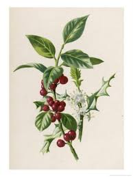 Holly Giclee Print F Edward Hulme Art Com December Birth Flower Botanical Prints Antique Botanical Print