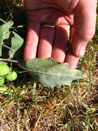 Image result for Adenia repanda