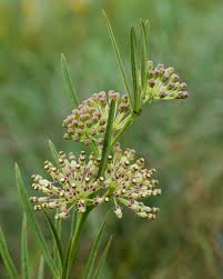 Image result for Asclepias