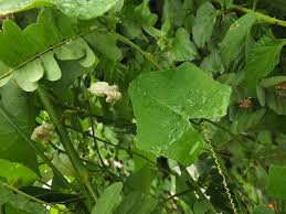 Image result for Coccinia grandiflora