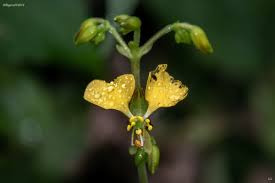 Image result for Aneilema aequinoctiale