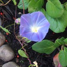 First Time Growing Morning Glory From Seed Love The Blooms Bloom Morning Glory Seeds