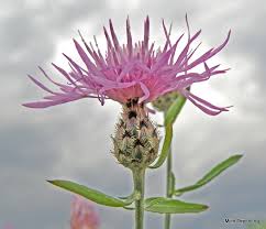 Bighead Knapweed Flower Girl Best Flower Wallpaper