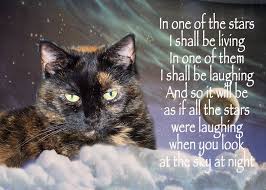 Welcome to the ultimate collection of pet loss quotes. What Are Some Sympathy Poems For A Cat Death Paperwingrvice Web Fc2 Com