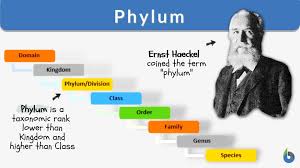Image result for Phyla