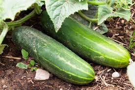 My favorite suggestion is to put your finger into the soil and see if its dry two inches down. How To Plant Grow And Harvest Cucumbers