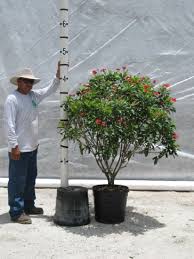 Image result for Jatropha scaposa