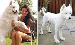 Work systematically along both flanks of the dog with the slicker. Samoyed Shaved Naked During Routine Wash And Trim Daily Mail Online
