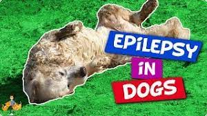 11 Vital Facts About Dog Epilepsy Causes Treatment Life Expectancy Our Pets Health