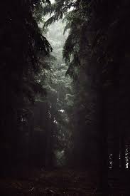 Eerie And Beautiful Dark Woods I Would Not Want To Be Alone Here At Night Nature Landscape Scenery