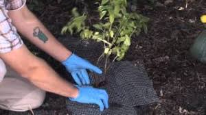 Russel goes to california where he talks about how to prevent rodents from coming into your raised bed gardens. Keeping Rodents Out Of The Garden A How To Youtube