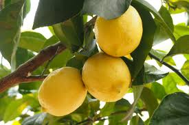 Image result for Citrus × limon
