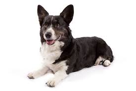 They will have their first shots & multiple worming's before they leave for their new. Cardigan Welsh Corgi Dog Breed Information