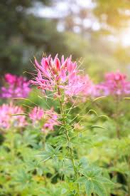 Image result for Cleome spinosa