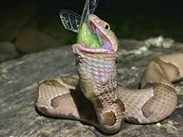 They do like to live in humid climates but some of the lifespan of any snake will depend on where it lives and the particular species. Cicadas Make Great Snacks For Copperhead Snakes Experts Say Wate 6 On Your Side