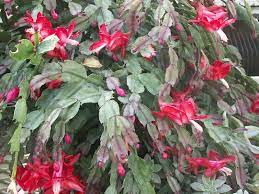 At a temperature of 50 to 55 degrees or slightly. Getting Christmas Cactus To Rebloom Indiana Yard And Garden Purdue Consumer Horticulturepurdue University Indiana Yard And Garden Purdue Consumer Horticulture