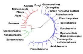 Eukaryote Wikipedia