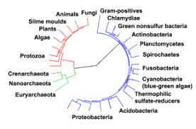 Eukaryote Wikipedia