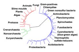 eukaryote wikipedia