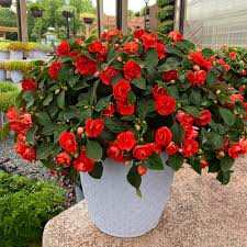 Image result for Impatiens burtonii