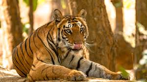 Its canines are about 6.4 to 7.6 centimeters (2.5 to 3.0 in) in length. Tigers Deaths In Nepal Threaten Recovery The Revelator