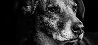 Ce sont généralement des chiens qui ont toujours été distants, ou qui ont été maltraités auparavant. Votre Chien A Mordu Et S Il Etait Malade