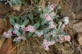 Image result for Helichrysum argyrosphaerum