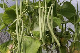 Image result for Phaseolus vulgaris