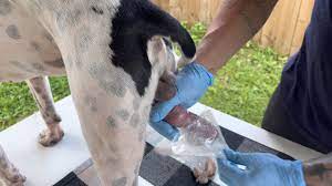 HOW TO COLLECT DOG SEMEN (start to finish detailed Instructions) 