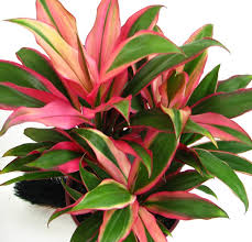 Jul 14, 2021 · with some bright sun and just a little bit of water, this cactus will provide you with blooms each winter. Houseplants Products Cordyline Plant Cordyline Plants Plants