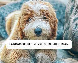 Our genetic lines are second to none, and we work constantly to bring out the best in our dogs while simultaneously reducing the risk of diseases and genetic disorders. Labradoodle Puppies In Michigan Top 8 Breeders 2021 We Love Doodles