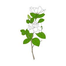 From flowering plants to succulents, our unique collection is perfect for any occasion. White Gardenia Jasminoides Or Cape Jasmine Flowers Bud And Leaves Isolated On White Background Summer Tropical Flower Stock Vector Illustration Of Green Isolated 174817946