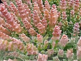 Image result for Orbea maculata