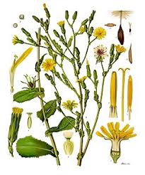 Image result for Lactuca glandulifera