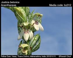 Image result for Justicia betonica