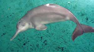The taiji dolphin drive hunt is based on driving dolphins and other small cetaceans into a small bay where they can be killed or captured for their meat and for sale to dolphinariums. Baiji Wikipedia