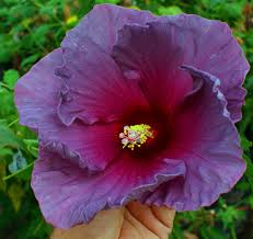 Image result for Hibiscus burtt-davyi