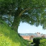 From Trees to Books - Walk & Talk with Pete Yeo