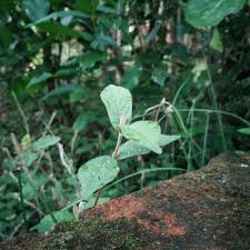 Image result for Cyathula