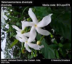 Image result for Tabernaemontana inconspicua