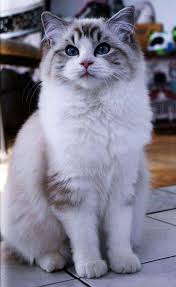 Whole New Collection Of Long Hair Cats Ragdoll Cat Breed Beautiful Cat Breeds Cat Breeds
