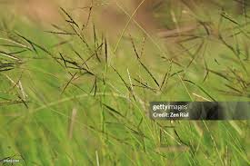 Image result for Hyparrhenia rufa