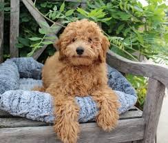 The vet saw 7 puppies in the ultrasound. Miniature Goldendoodles For Sale In Wisconsin